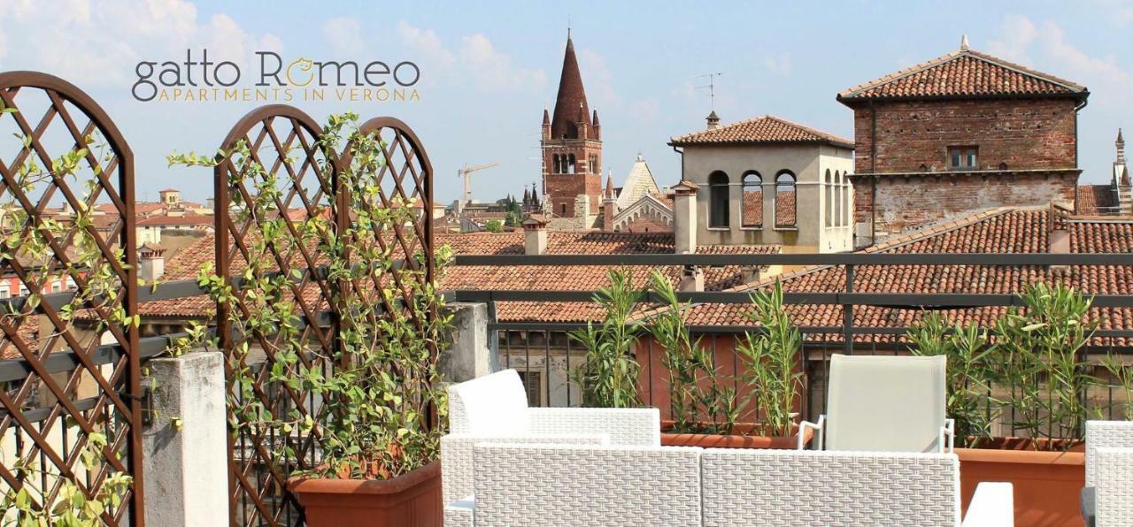 Gatto Romeo Verona